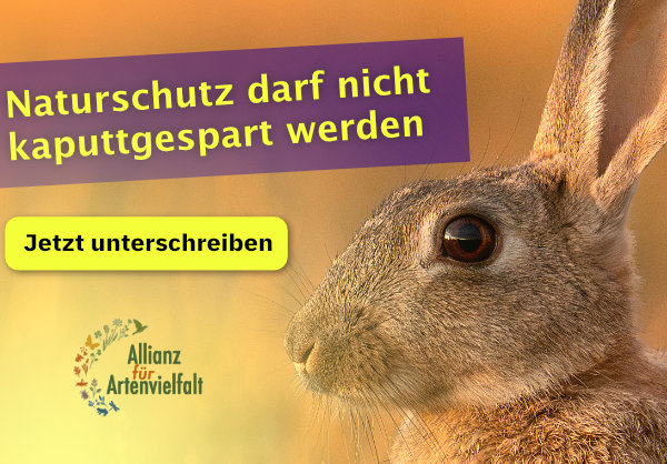 Website Nachtfalter-Monitoring