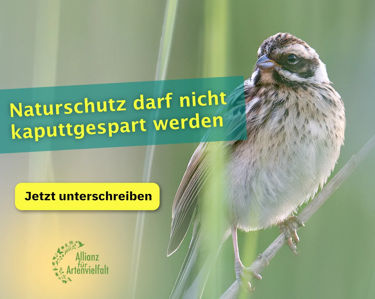 Website Nachtfalter-Monitoring