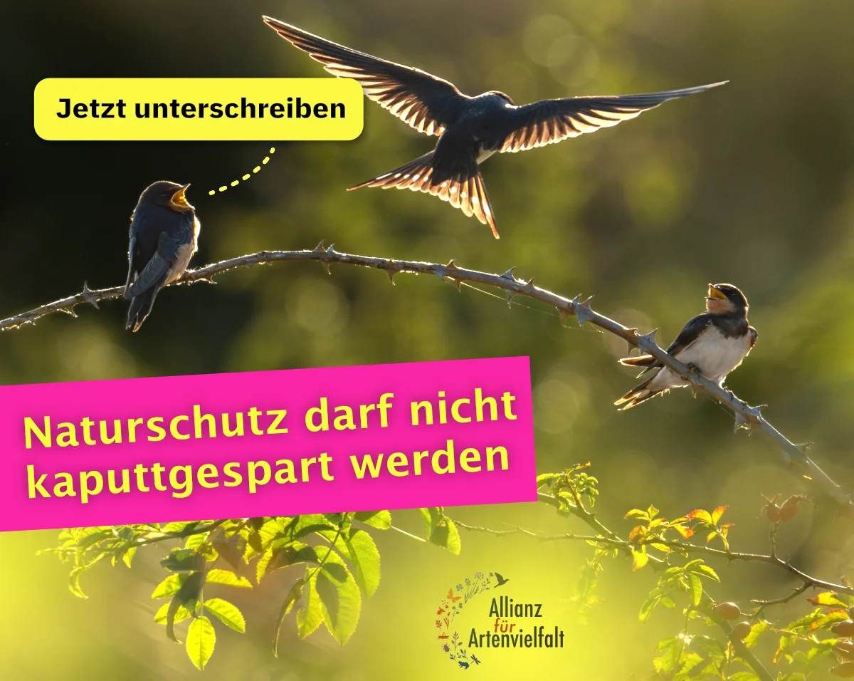 Website Nachtfalter-Monitoring