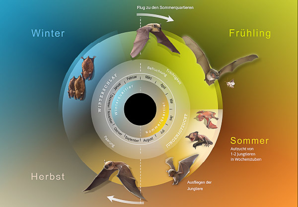 Fledermaus Lebenszyklus