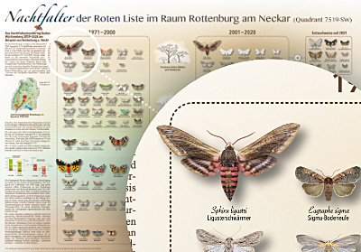 Poster Nachtfalter-Monitoring Baden-Württemberg
