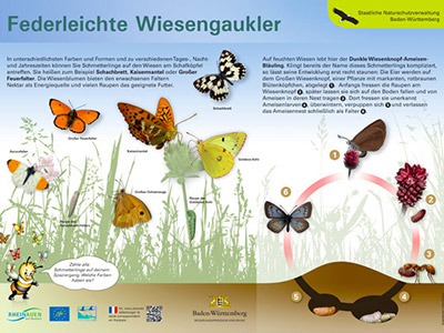 Tafel mit Schmetterlings-Illustrationen