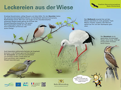 TTafel mit Vogel-Illustrationen